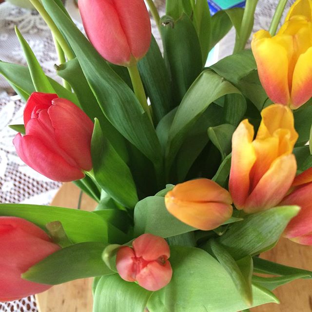 12501577_1745796182306009_1967435519_n